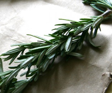 rosemary