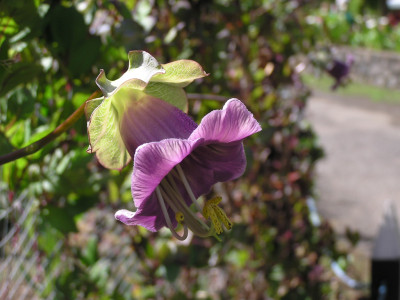 patagoniapurpleflowerlowres