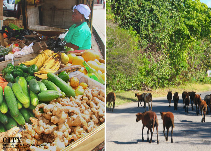 City Style and Living Magazine st kitts and nevis market and goats