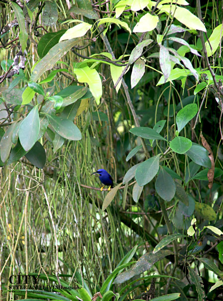 Purple Honeycreeper at Asa Wright Nature Centre, Trinidad. / K&S Media Purple Honeycreeper at Asa Wright Nature Centre, Trinidad. / K&S Media