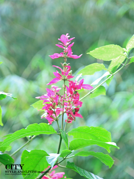 Pretty pink flowers on the Discovery Trail at Asa Wright Nature Centre, Trinidad. /K&S Media Pretty pink flowers on the Discovery Trail at Asa Wright Nature Centre, Trinidad. /K&S Media