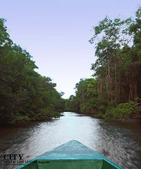Nanan Ecotours boat gliding through the swamp Nanan Ecotours boat gliding through the swamp