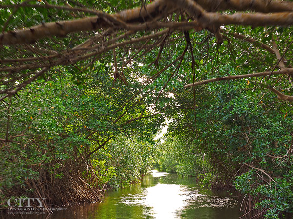 Mangrove at the Caroni Swamp Bird Sanctuary Mangrove at the Caroni Swamp Bird Sanctuary