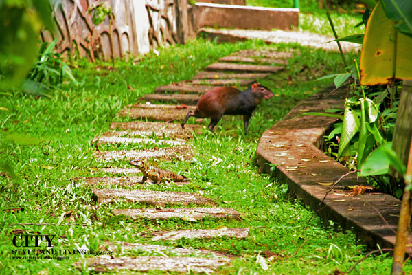 An agouti and lizard cross paths at Asa Wright Nature Centre, Trinidad. /K&S Media. An agouti and lizard cross paths at Asa Wright Nature Centre, Trinidad. /K&S Media.