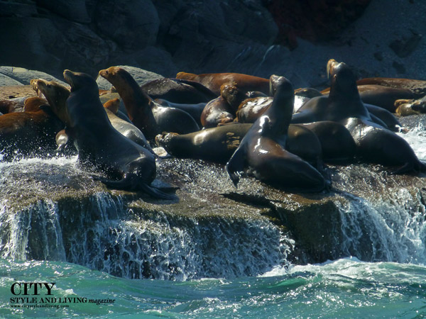 Seals on Islands of Loreto Mexico