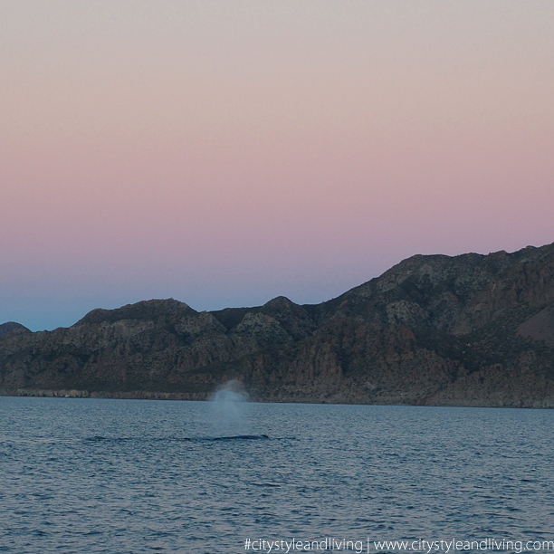 sunset and whale in loreto Mexico K and S Media sunset and whale in loreto Mexico K and S Media