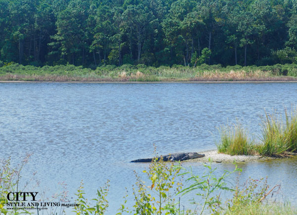 Alligator at Huntington Beach State Park