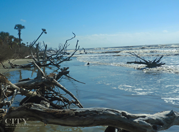 Exploring The Boneyard (Boneyard Beach) at Bull Island with Coastal Expeditions