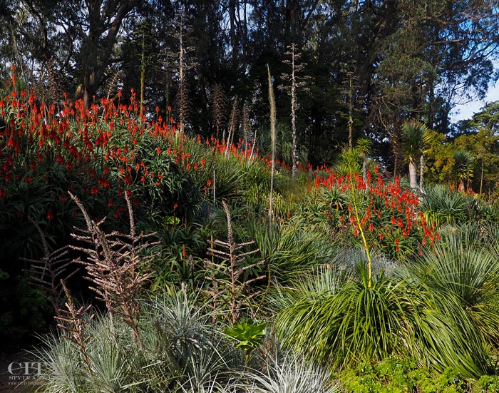San Francisco Botanical Gardens