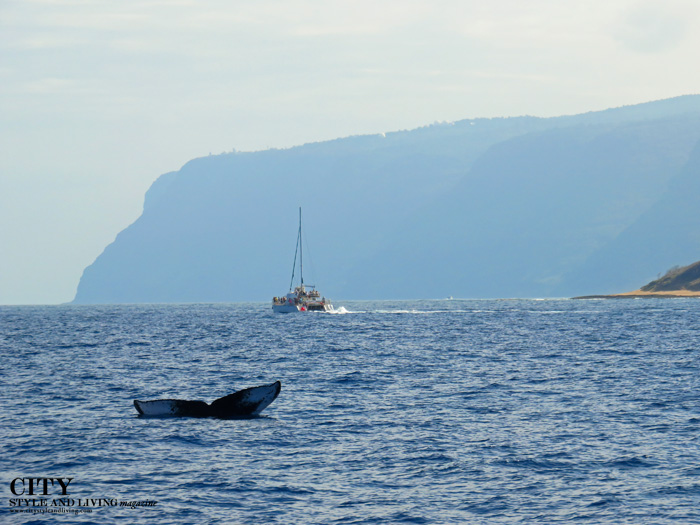 City Style and Living Magazine Captain Andy's Nursing Whale Calf kauai