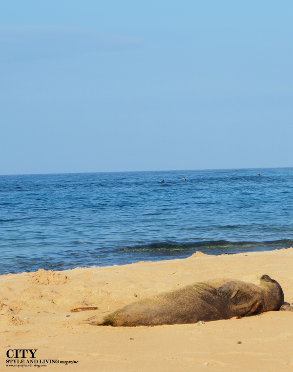 City style and living magazine style fashion blogger Kauai Pacific Ocean Hawaiian monk seal poipi
