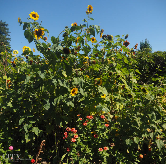 City Style and Living Magazine gardening reduce stress