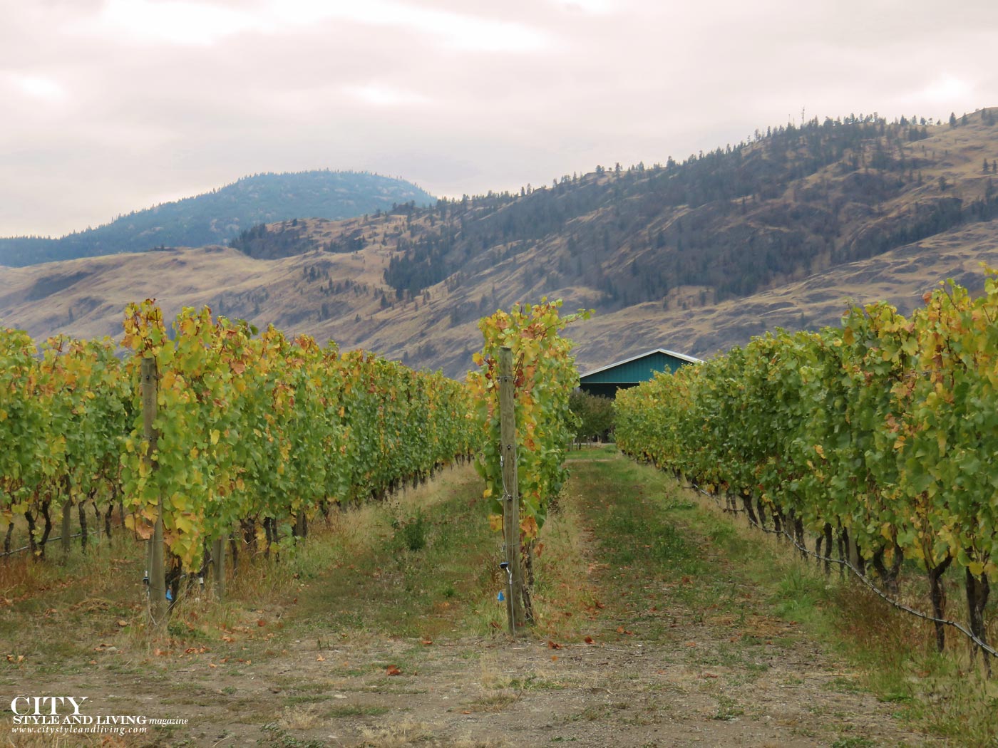 City Style and Living Magazine Bartier Brothers Vineyard during fall in The Okanagan before harvest