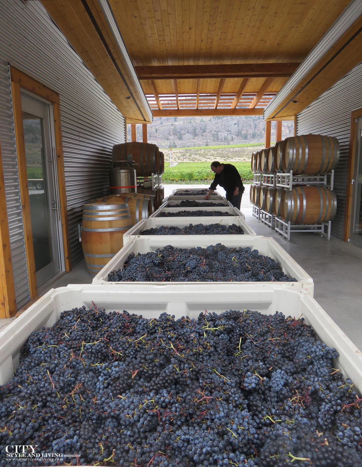 City Style and Living Magazine CC Jentsch Harvest of grapes during the fall