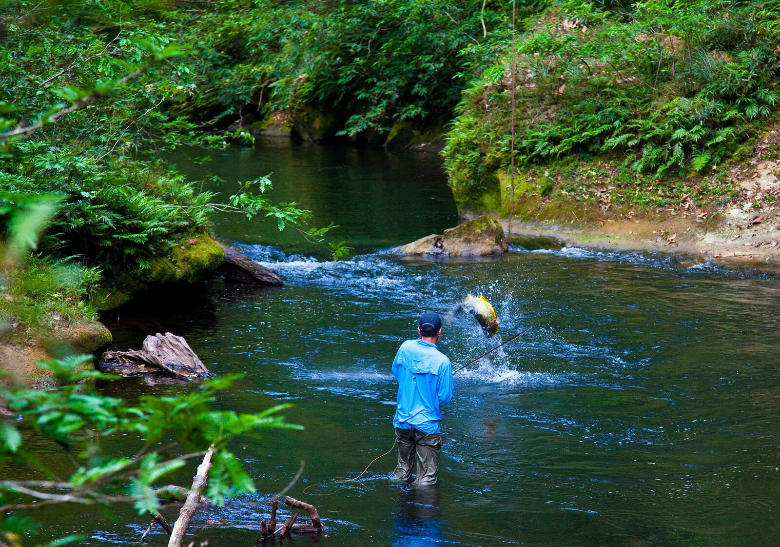 Fish for golden dorado on a freestone stream in Bolivia with Frontiers.