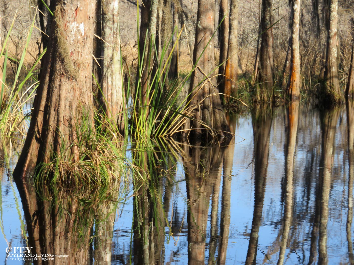 City Style and Living Magazine Honey Swamp Reflection in water
