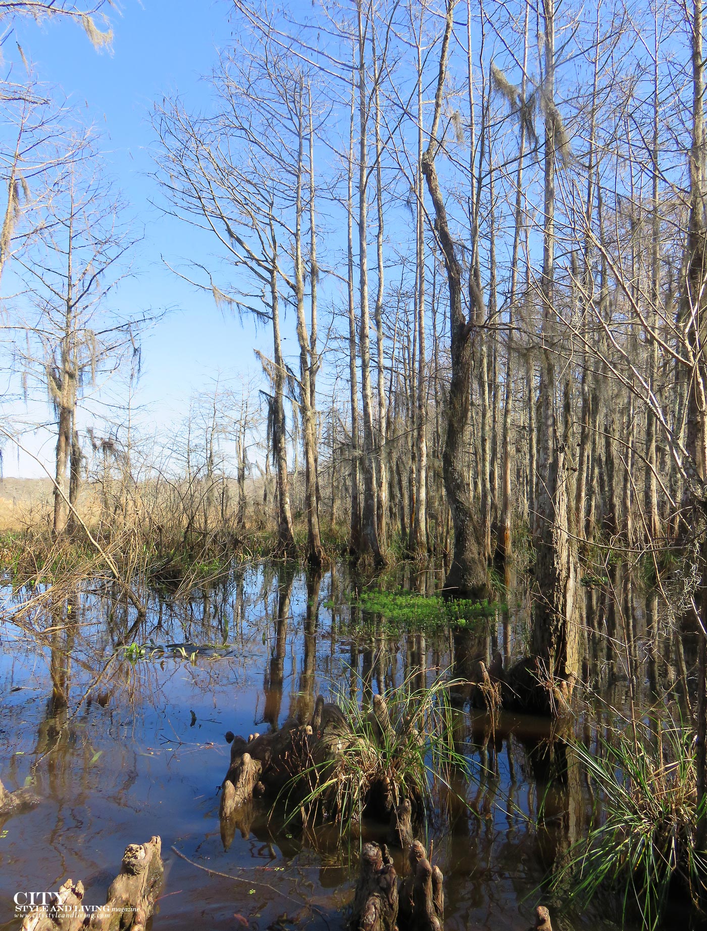 City Style and Living Magazine Honey Swamp louisiana