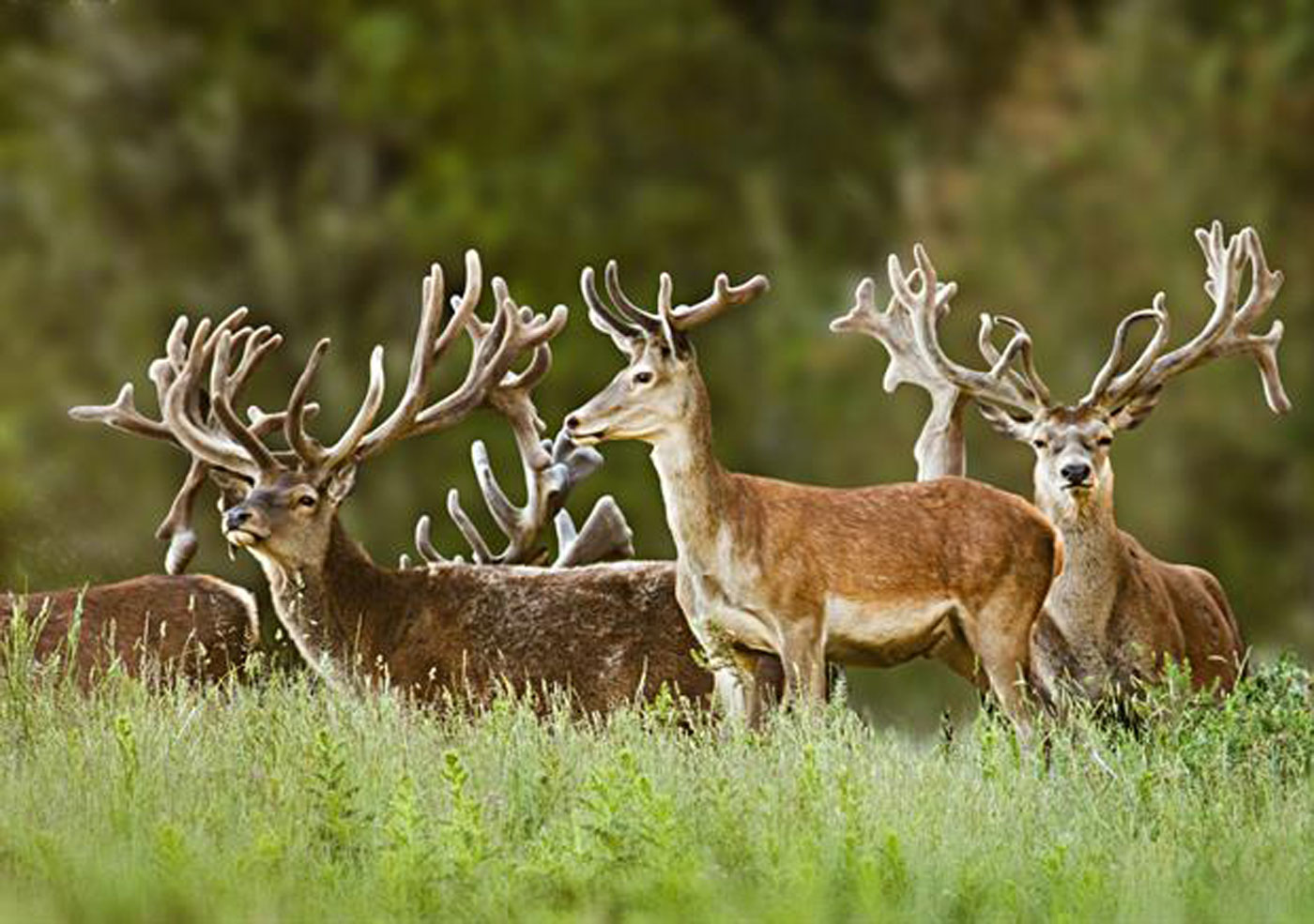 City Style and Living Magazine treetops lodge and estate deer in field
