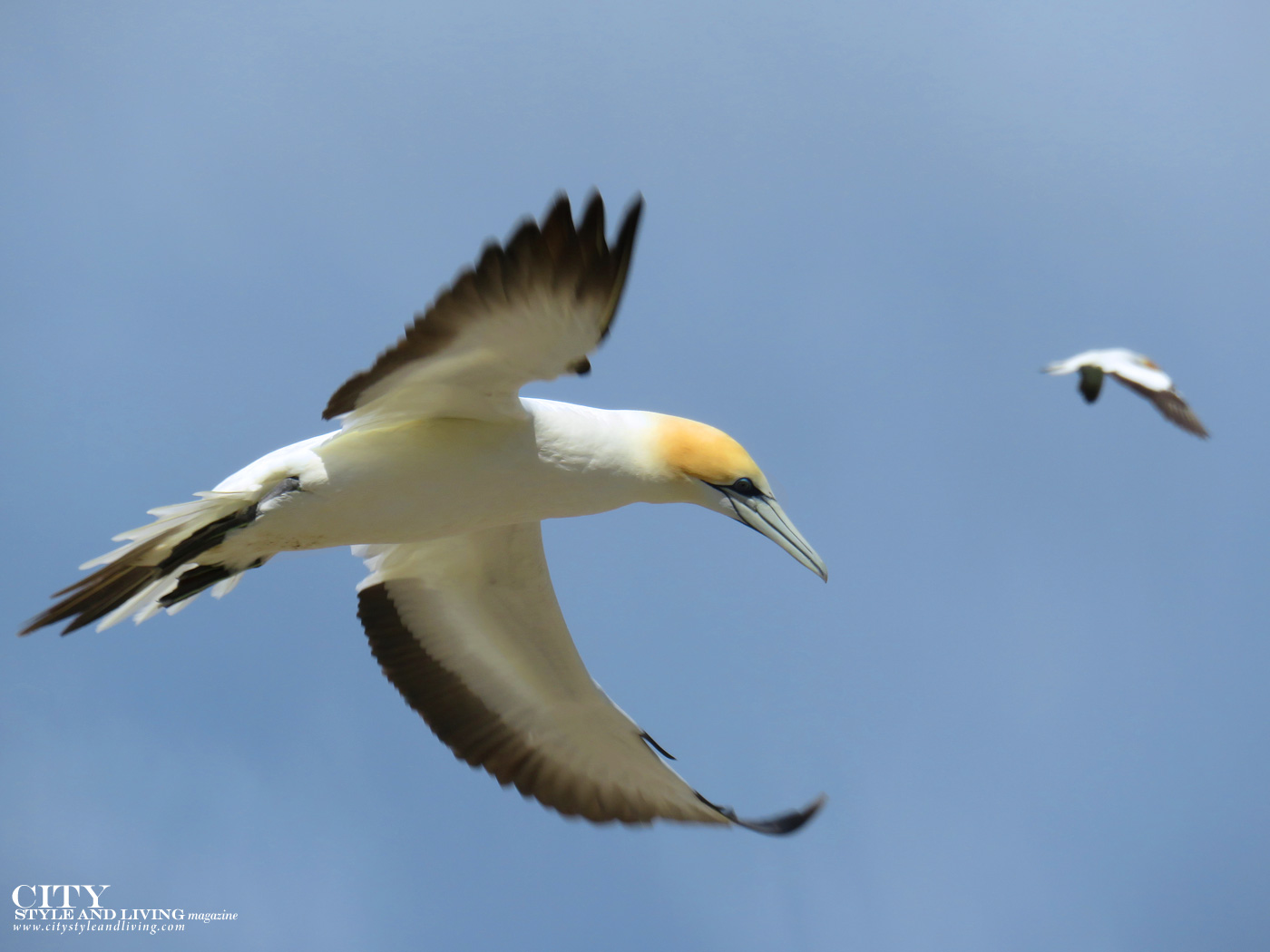 City Style and Living Magazine gannet safaris overland closeup of gannet hawkes bay new zealand