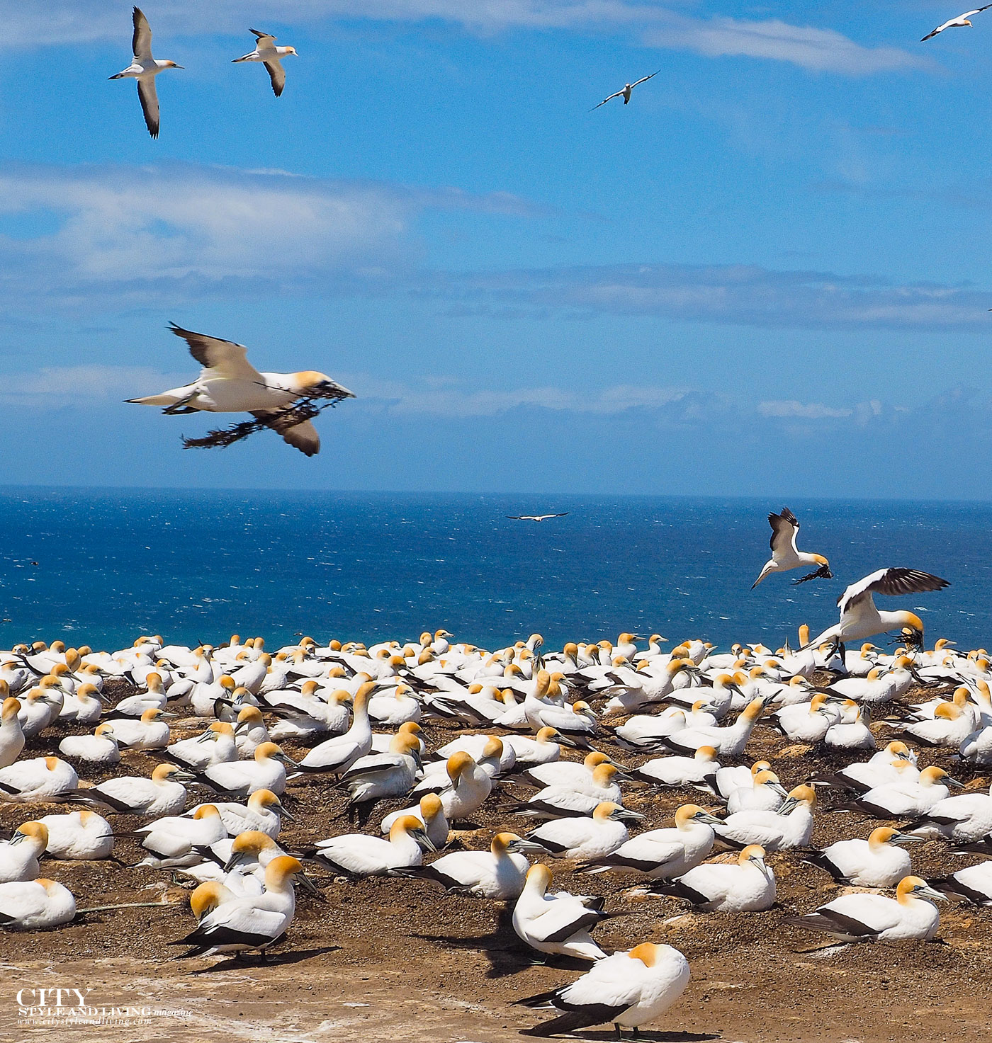 City Style and Living Magazine gannet safaris overland gannet with seaweed in mouth hawkes bay new zealand
