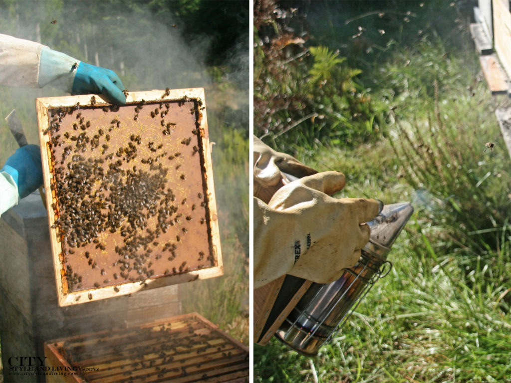 City Style and Living Magazine Gourmet Food Honey smoking bees and frame