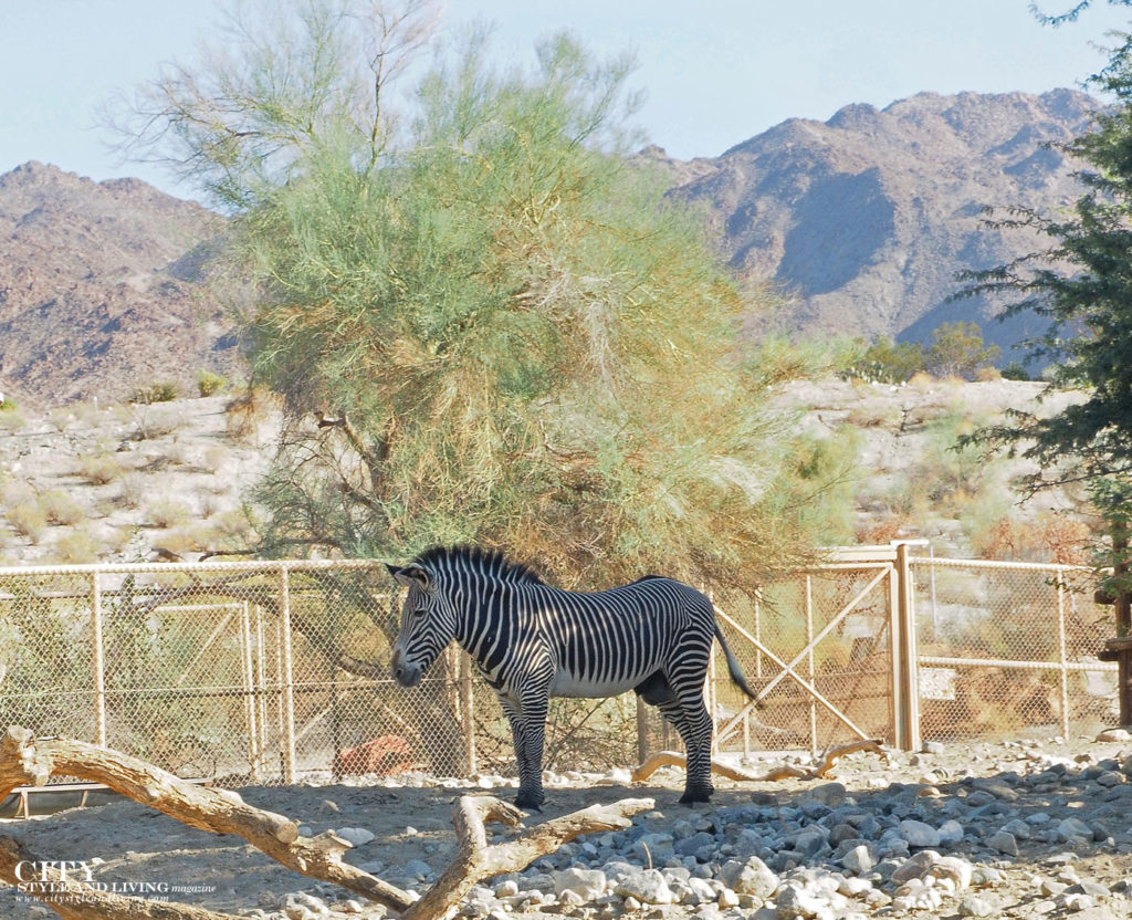City Style and Living Magazine Winter 2018 Travel Greater Palm Springs California Desert Zoo