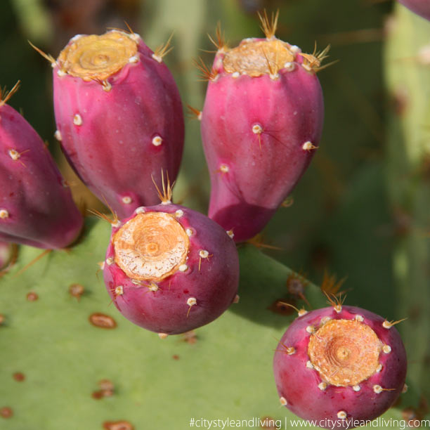 Prickly Pear Cactus K and S Media
