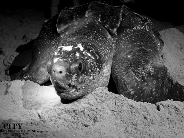 Leatherback Turtle Nesting Matura Trinidad City Style and Living