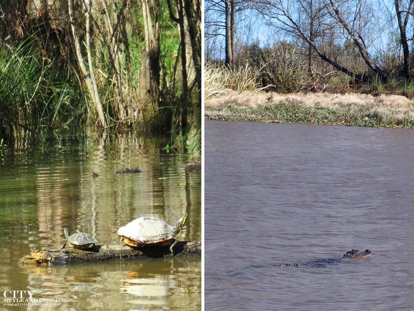 City Style and Living Magazine Honey Swamp alligator and turtle in water
