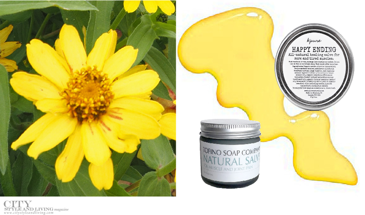 City Style and Living Magazine Spring 2019 Healthy Living 3 Plants To Add To Your Beauty Routine calendula
