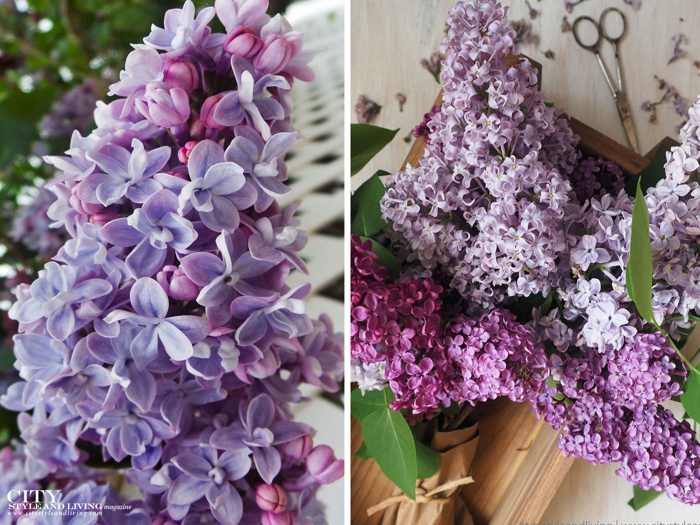 City Style and Living Magazine spring 2020 loving lilacs closeup