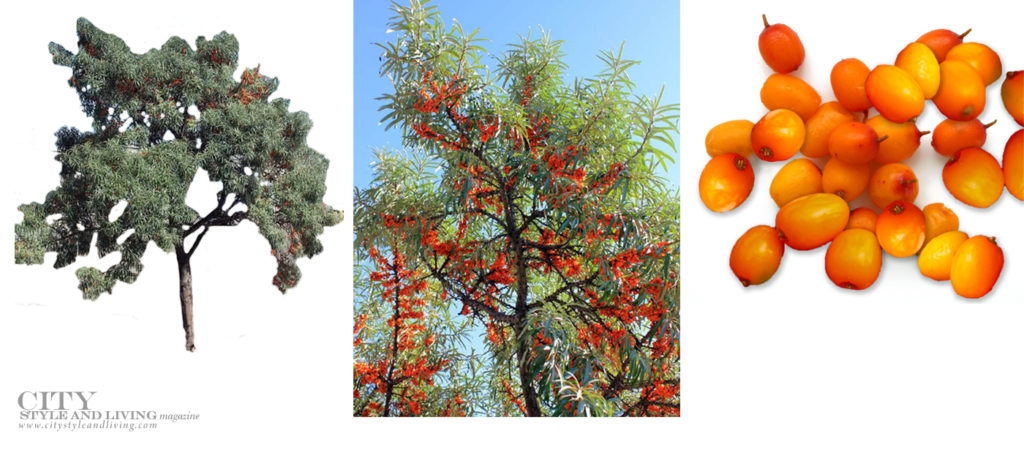 City Style and Living Summer 2021 Summer Gardening Series Sea Buckthorn